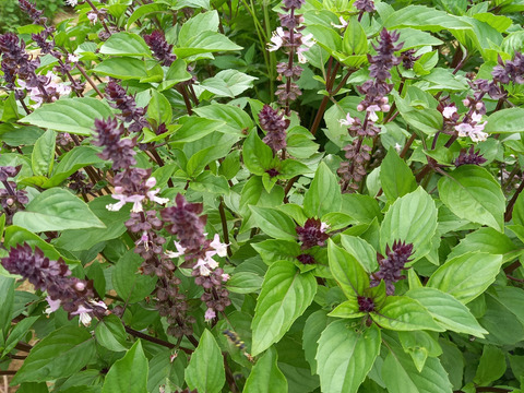 シナモンバジル　500g