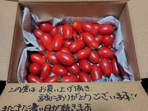 【丹波ささやま産】✧数量限定✧肉厚「ほんまにアイコ？」秋ミニトマト（1ｋｇ）