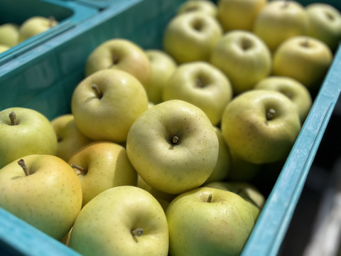 青森県産りんご　トキ　家庭用3㎏【6〜14個】