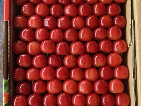 さくらんぼ贈答品1kg