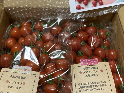 【食べ比べ 】食卓に笑顔を　ハートの様な形のトマトベリー＆ミニトマトのセット 1.5kg【千葉県旭市産】【トマト食べ比べ】