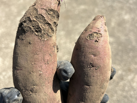 熊本県産オーガニックさつまいも！訳ありふくむらさき【紫芋の中で最高糖度】（箱込み5kg）抗酸化作用のアントシアニンが豊富！