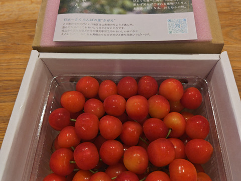 山形県産 さくらんぼ「佐藤錦」秀  500g  (L以上)