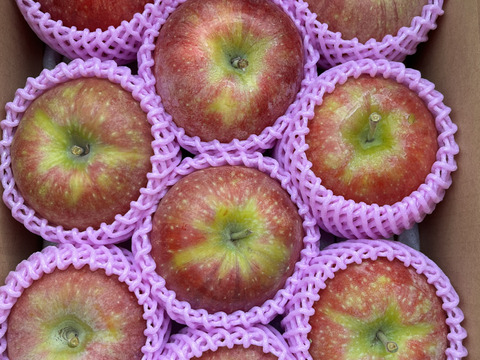 シャキシャキ！ジューシーりんご！シナノリップ 約2kg 信州りんご