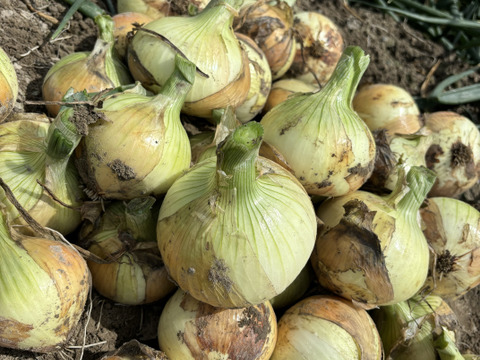 淡路島春の新玉ねぎ七宝♪♪5kg