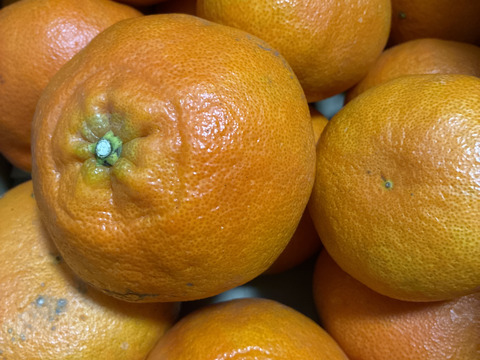 愛媛県限定品種『わけあり甘平』5㎏