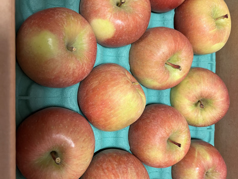 「話題の こうとく !! 」約2.7Kg青森県産 数量限定 高徳 りんご『話題のリンゴはここみつけたら即買いをお勧めします!!』林檎 apple