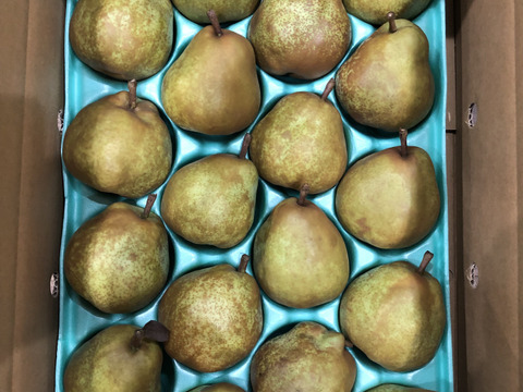 ラ・フランス5kg18玉　追熟し完了後発送