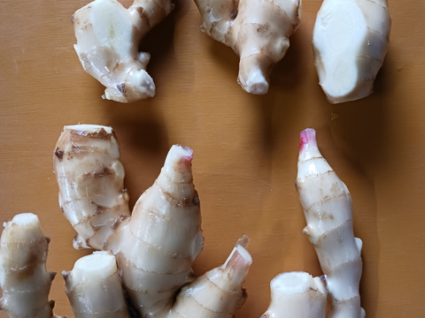 【40%割引中】高知県産ハウスの新生姜　4kg