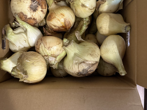 予約商品【ちょこっと訳ありでも味は同じ】淡路島産 新玉ねぎ 5kg