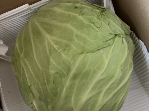 今が旬❗️甘〜い‼️大野ヶ原高原キャベツ🥬Mサイズx2p