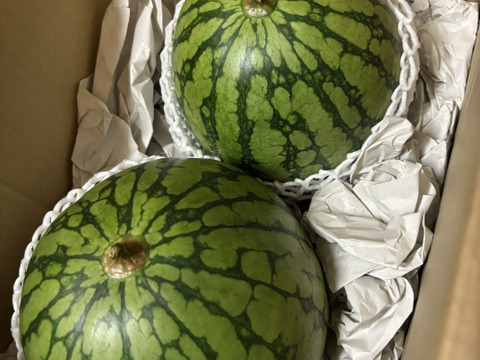 【注文から翌々日までに発送】ピノガール2玉  【タネごと食べれるシャキシャキ小玉すいか】