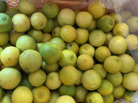 4kg【訳あり傷あり】静岡県産タヒチライム★ワックス・防カビ剤等不使用★傷あり