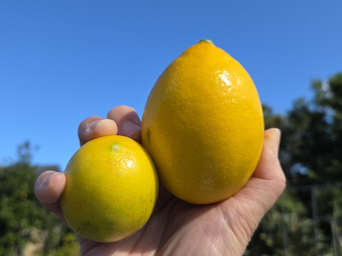 限定販売‼️八丈島産有機レモンサービス品　1キロ