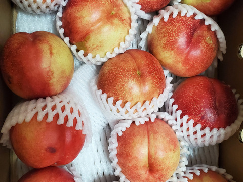 ネクもも🍑ハネージュ🍑3キロ箱　訳あり家庭用
