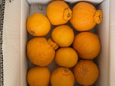 【２箱まとめ買い】過去最高糖度は１８度！プリッと果肉で食べ応え十分！樹上完熟させた濃厚な甘みの不知火！「甘熟デコ（あまじゅくでこ）」　サイズ混合　お試し品　約３ｋｇ２箱セット【433-2】