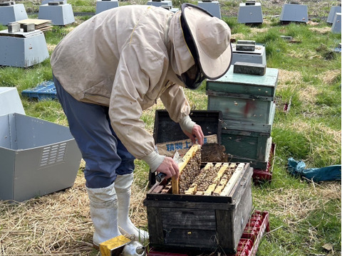 【春採れ】新蜜　非加熱･無添加　国産はちみつ【山桜】500g