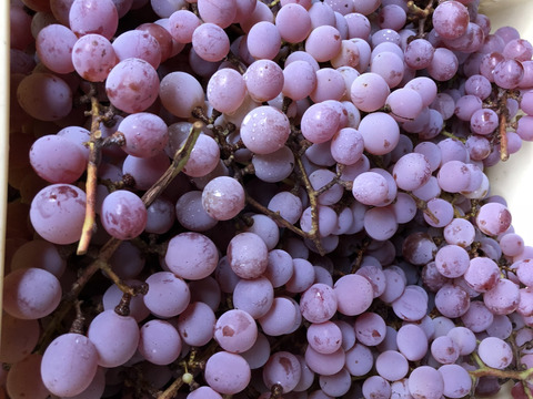 【スーパーでは絶対に売っていない】樹齢60年を越える古樹の甲州種葡萄　約1.5㎏〈25名様限定〉予約販売