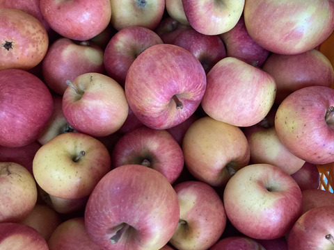 超希少！完全農薬無し栽培　葉取らず訳ありこうとく　1.5キロ以上入