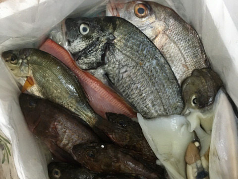 小豆島の海の恵み。旬のお魚お任せ鮮魚ハーフセット（５～７匹）