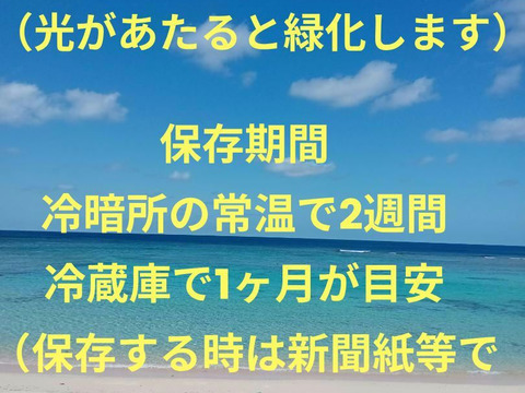 沖永良部島産新じゃがいも　8キロ