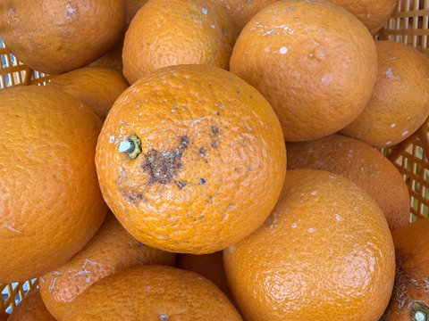 【訳あり品】清見オレンジ 4.5kg 和歌山県産【まるでゼリー！】