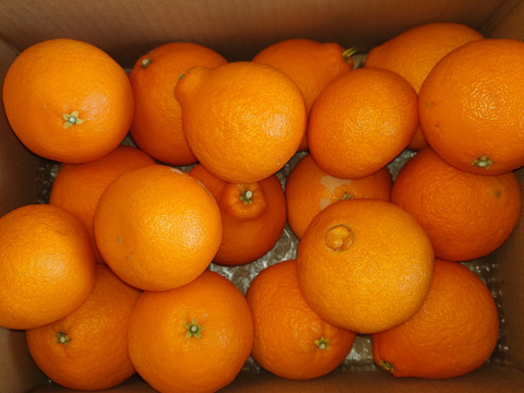 （訳あり）シュガーファームサイズミックス まどんな5kg【冬ギフト】