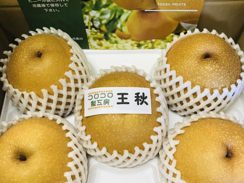 【果汁量がすごい‼️王秋梨】贈答用約2.2kg(2~5個)✨甘くてキメ細かとってもジューシー💦 クセになるシャリシャリ感‼️洋梨のような縦長のユニークな形🍐最速でお届け