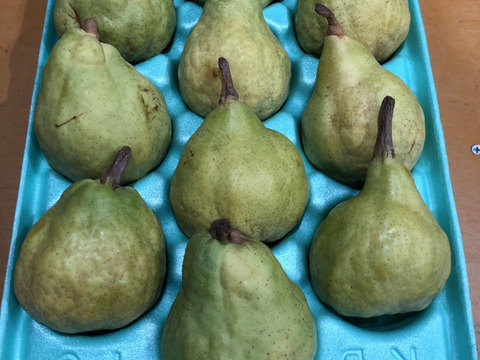 ラ・フランス3kg10玉　追熟し完了後発送