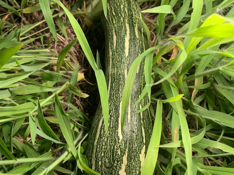 草と菌、天水で育てた 島かぼちゃ（八丈島系）　3kg