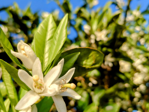 みかんどころ和歌山だからこそ！みかんの花から採れたみかん蜂蜜(600g)　2024年度産