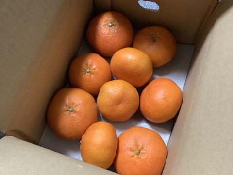 【感謝の豊作割！】甘平2kg（ご家庭用）