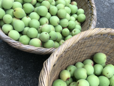 梅　2kg   自然栽培　産地直送