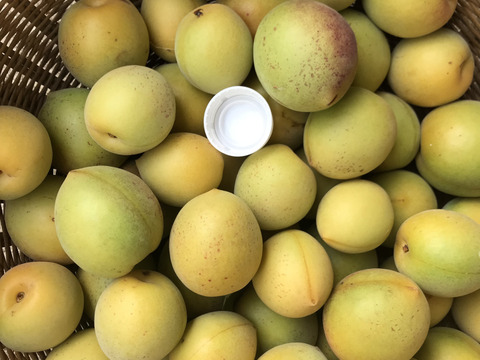 大粒！梅　1kg  産地直送　完熟間近