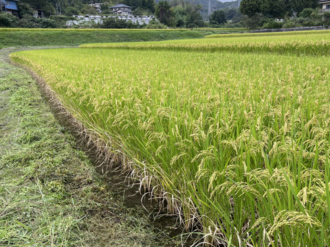 れんげ緑肥栽培 朝日米 玄米20㎏『総重量梱包材込』
