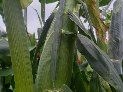 甘い！ホワイトコーン☆雪の妖精　８本