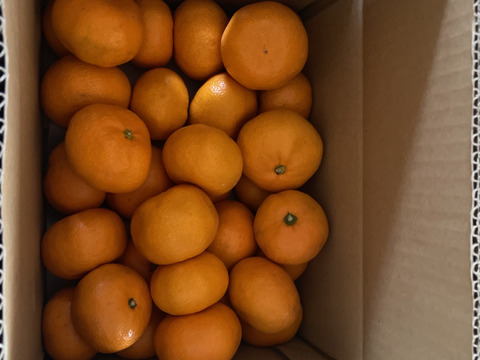 【食べチョクで１番売れてるみかんです！】夕やけみかん（3㎏）（圧倒的人気のみかんです！）