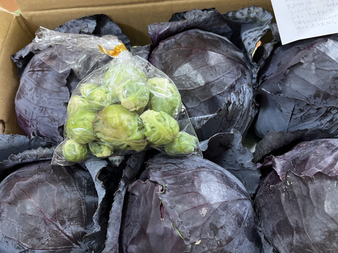 【食べチョクアワード2025入賞】
（６玉）ともちゃんの紫きゃべつ