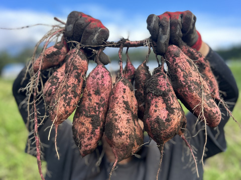 熊本県産オーガニック安納芋(箱込み５㎏)【自家採種を続けている箱入り娘】焼き芋、お菓子作りにも！