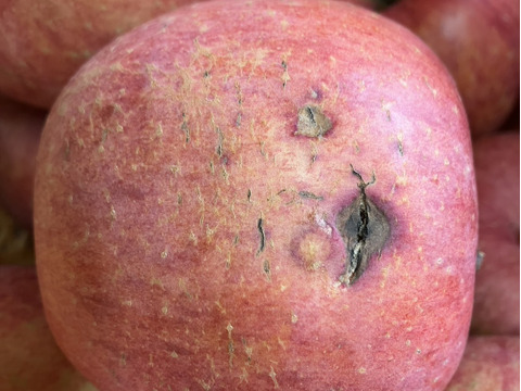 ご家庭用サンふじリンゴ　3kg