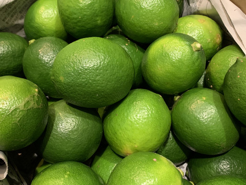 【期間限定】まとめてお得！！　青切り島レモン10ｋｇ