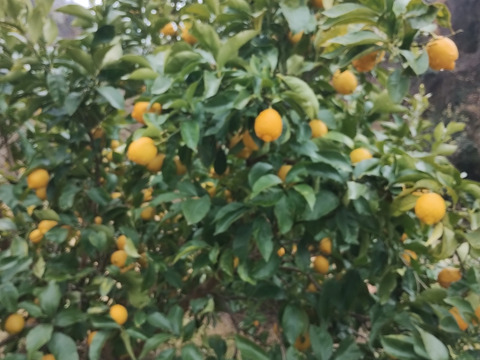 【完熟】【栽培期間農薬不使用】大崎上島産レモン4kg