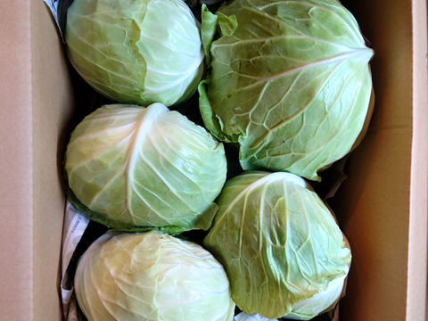 【訳有❗❗】ムキムキでゴチゴチしたキャベツ！100ｻｲｽﾞ4〜6玉入り　（内容量約8キロ）