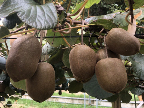 とっても甘〜い♪こだわりのゴールデンキウイ (3K)