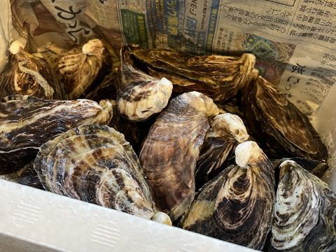 日本唯一の大入島オイスター 真カキ【20〜25個入】時期により多少個数に変化があります。農林水産大臣賞受賞、牡蠣の苦手な人でも食べれると評判です。