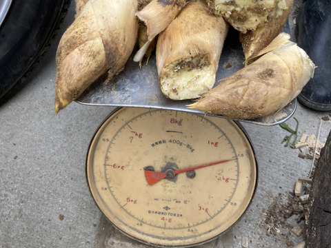 【春限定】シャキッと歯ごたえ！京都・長岡京産タケノコ【4Kg】