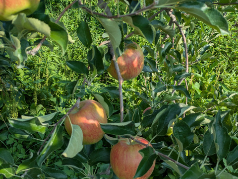 甘さが際立つつがる（自家用）5㎏
