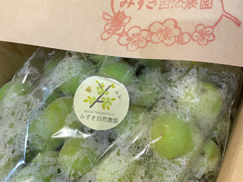 白加賀/青梅 自然栽培 農薬・除草剤、化学・動物性肥料不使用 約2kg