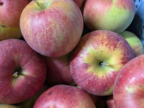 信州りんごプライスダウン🍎4キロ(ふじ小玉極小玉)