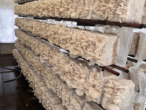 【お鍋にどうぞ】[超希少］プリプリなめらか生白きくらげ200g×4p